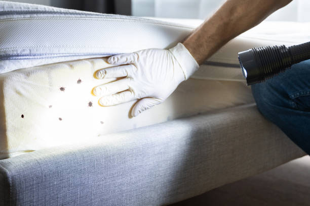 Trusted Spring Hill, KS Pest Control Experts