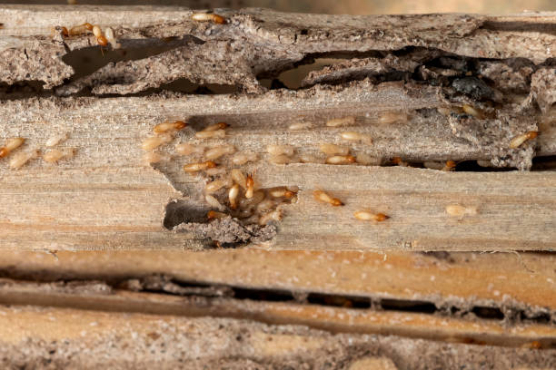 Best Affordable Pest Control Services  in Spring Hill, KS