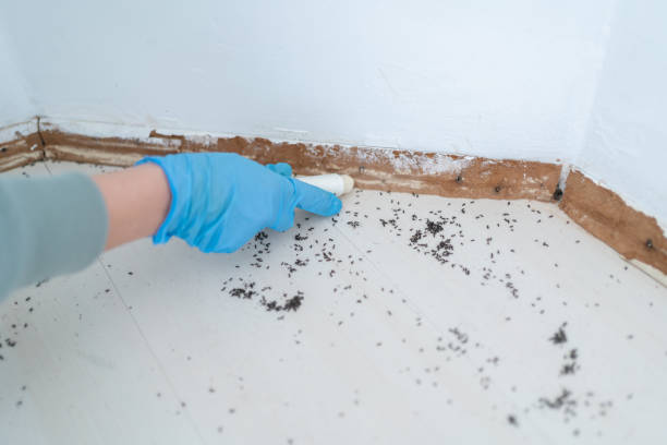 Pest Control for Restaurants in Spring Hill, KS